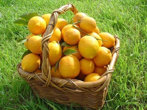 Почему лимон считают сильнее химиотерапии?