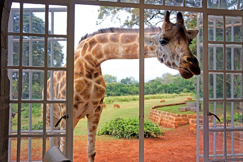 Завтрак с жирафами в необычном отеле Giraffe Manor, Кения. Фото