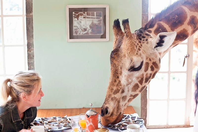 Завтрак с жирафами в необычном отеле Giraffe Manor, Кения. Фото