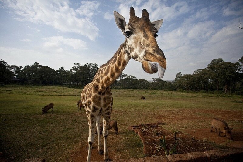 Giraffe Mano: Завтрак с жирафами в Кении