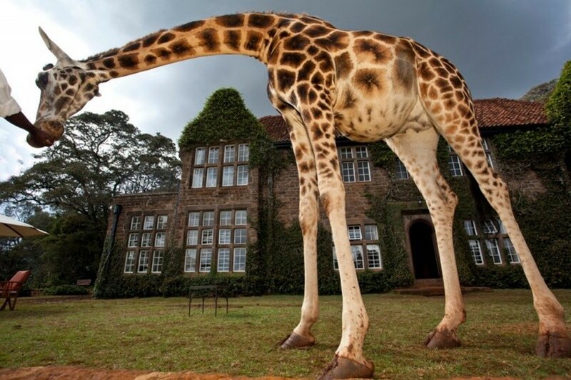Giraffe Mano: Завтрак с жирафами в Кении
