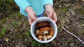 Завтрак в деревне//Вся семья в лесу//Собираем грибы