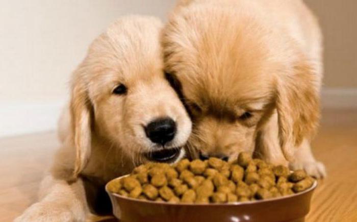 каким кормом кормить собаку