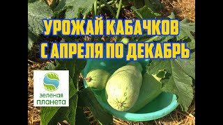 Кабачки в октябре /Супер способ выращивания кабачков / Как получать урожай кабачков до заморозков