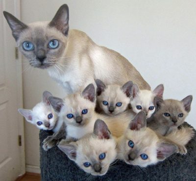Кошка с малышами